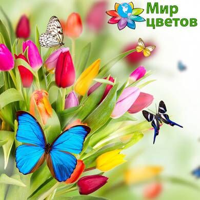 Интернет-магазин "Мир цветов"